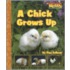 A Chick Grows Up