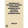 Anisophylleaceae door Onbekend