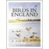 Birds In England