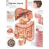 Digestive System door Scientific Publishing Ltd.