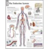 Endocrine System door Authors Various