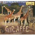 Meet the Giraffe