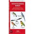 Monteverde Birds
