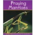 Praying Mantises
