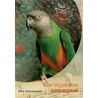 Senegal Papegaai door E. Uittenbogaard
