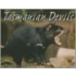 Tasmanian Devils
