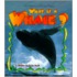 What Is A Whale?