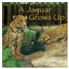 A Jaguar Grows Up by Amanda Doering Tourville