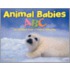 Animal Babies Abc