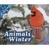 Animals in Winter
