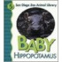 Baby Hippopotamus