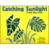 Catching Sunlight