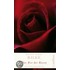 Das Rot der Rosen