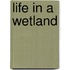 Life in a Wetland