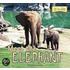 Meet the Elephant