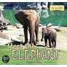 Meet the Elephant by Susanna Kelley