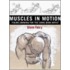 Muscles in Motion