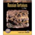 Russian Tortoises