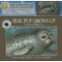 Seal Pup Grows Up
