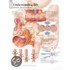 Understanding Ibs