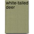 White-Tailed Deer