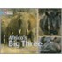 Africa's Big Three