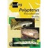 Aqualog Polypterus