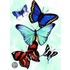 Butterfly Not