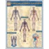 Circulatory System