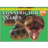 Constrictor Snakes