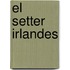 El Setter Irlandes