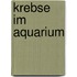 Krebse im Aquarium