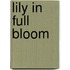 Lily in Full Bloom