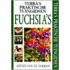 Fuchsia's