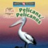 Pelicans/Pelicanos