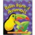 Rainforest Animals