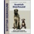 Scottish Deerhound