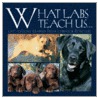What Labs Teach Us by Willow Creek Press Editors