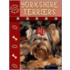 Yorkshire Terriers