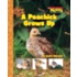 A Peachick Grows Up