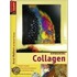 Aufbaukurs Collagen