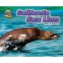 California Sea Lion