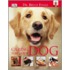 Caring For Your Dog
