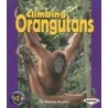 Climbing Orangutans door Shannon Knudsen