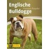 Englische Bulldogge