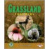 Grassland Food Webs