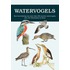 Watervogels