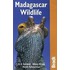 Madagascar Wildlife