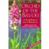 Orchid Of The Bayou