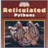 Reticulated Pythons